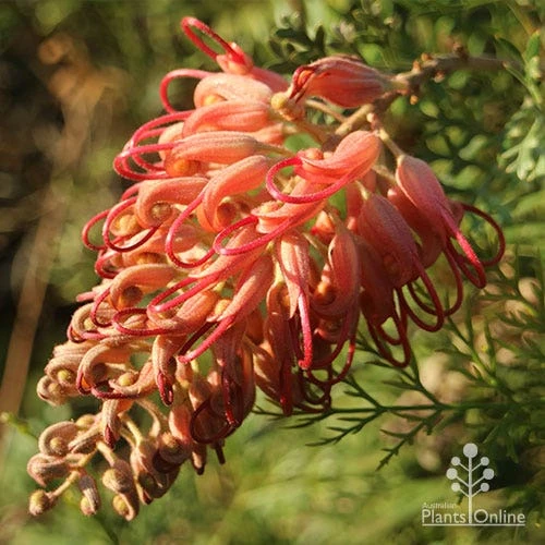 Grevillea Little Robyn 1 Grevillea Little Robyn