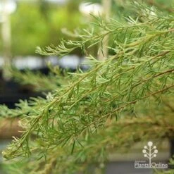 Grevillea Mini Marvel 30 Grevillea Mini Marvel -Outdoor Garden Care apo grevillea mini marvel weeping