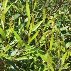 Grevillea Orange Marmalade 30 Grevillea Orange Marmalade -Outdoor Garden Care apo grevillea orange marmalade foliage