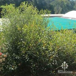 Grevillea Orange Marmalade 37 Grevillea Orange Marmalade -Outdoor Garden Care apo grevillea orange marmalade nursery bush