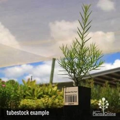 Grevillea Pink Pearl 22 Grevillea Pink Pearl -Outdoor Garden Care apo grevillea pink pearl tubestock 1