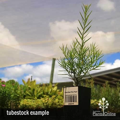 Grevillea Pink Pearl 8 Grevillea Pink Pearl - Image 8