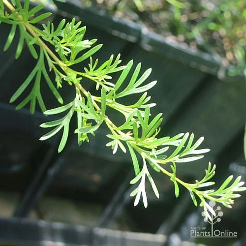 Grevillea Red Wings 9 Grevillea Red Wings - Image 9
