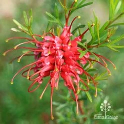 Grevillea Red Wings 17 Grevillea Red Wings -Outdoor Garden Care apo grevillea red wings winter