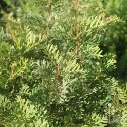 Grevillea Soopa Doopa 18 Grevillea Soopa Doopa -Outdoor Garden Care apo grevillea soopa doopa foliage2