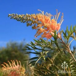 Grevillea Strawberry Pops -Outdoor Garden Care apo grevillea strawberry pops blue sky