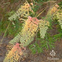 Grevillea Strawberry Pops -Outdoor Garden Care apo grevillea strawberry pops buds