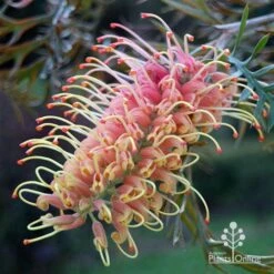 Grevillea Strawberry Pops -Outdoor Garden Care apo grevillea strawberry pops colour in shade