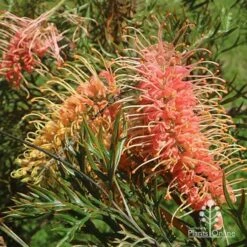 Grevillea Strawberry Pops -Outdoor Garden Care apo grevillea strawberry pops flowers