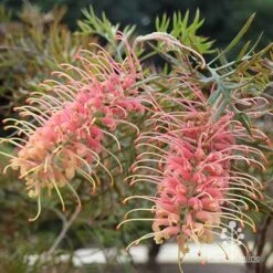 Grevillea Strawberry Pops -Outdoor Garden Care apo grevillea strawberry pops in shade