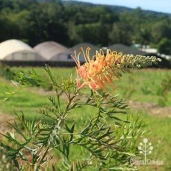 Grevillea Strawberry Pops -Outdoor Garden Care apo grevillea strawberry pops nursery