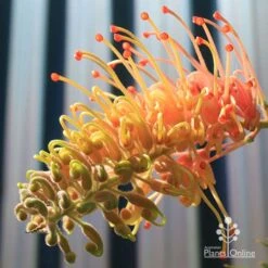 Grevillea Strawberry Pops -Outdoor Garden Care apo grevillea strawberry pops opening