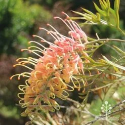 Grevillea Strawberry Pops -Outdoor Garden Care apo grevillea strawberry pops sunlit