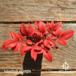 Nandina Gulf Stream -Outdoor Garden Care apo gulf stream winter colour tubestock