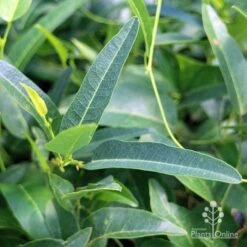 Hardenbergia Snow White - White Coral Pea -Outdoor Garden Care apo hardenbergia snow white foliage