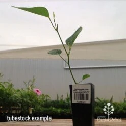 Hardenbergia Snow White - White Coral Pea -Outdoor Garden Care apo hardenbergia snow white tubestock