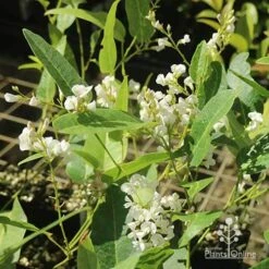 Hardenbergia Snow White - White Coral Pea -Outdoor Garden Care apo hardenbergia white flowering tubestock