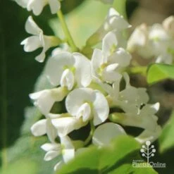 Hardenbergia Snow White - White Coral Pea -Outdoor Garden Care apo hardenbergia white flowers