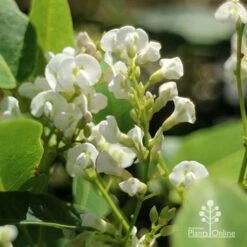 Hardenbergia Snow White - White Coral Pea -Outdoor Garden Care apo hardenbergia white flowers2