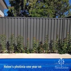 Photinia Thin Red -Outdoor Garden Care apo helen wheadon photinia