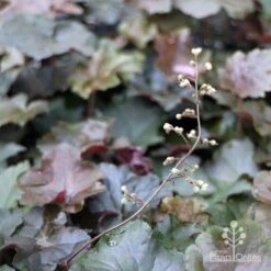 Heuchera Palace Purple - Coral Bells -Outdoor Garden Care apo heuchera palace purple