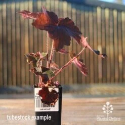 Heuchera Palace Purple - Coral Bells -Outdoor Garden Care apo heuchera palace purple tubestock