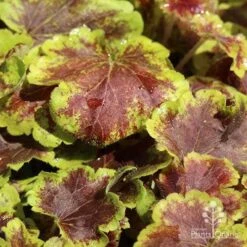 Heucherella Solar Eclipse - Foamy Bells -Outdoor Garden Care apo heuchera solar eclipse