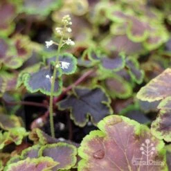 Heucherella Solar Eclipse - Foamy Bells -Outdoor Garden Care apo heuchera solar eclipse dark