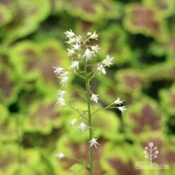 Heucherella Solar Eclipse - Foamy Bells -Outdoor Garden Care apo heuchera solar eclipse flowers