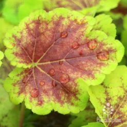 Heucherella Solar Eclipse - Foamy Bells -Outdoor Garden Care apo heuchera solar eclipse leaf