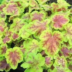 Heucherella Solar Eclipse - Foamy Bells -Outdoor Garden Care apo heuchera solar eclipse plants