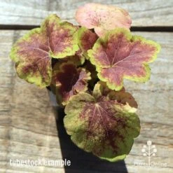 Heucherella Solar Eclipse - Foamy Bells -Outdoor Garden Care apo heuchera solar eclipse tubestock top winter