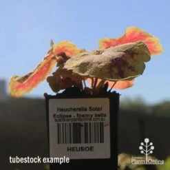 Heucherella Solar Eclipse - Foamy Bells -Outdoor Garden Care apo heuchera solar eclipse tubestock winter