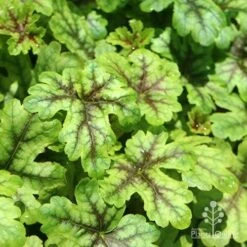 Heucherella Tapestry - Foamy Bells 22 Heucherella Tapestry - Foamy Bells -Outdoor Garden Care apo heuchera tapestry