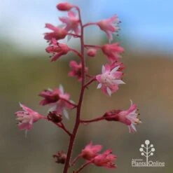 Heucherella Tapestry - Foamy Bells 21 Heucherella Tapestry - Foamy Bells -Outdoor Garden Care apo heucherella tapestry flowers 2