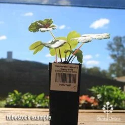 Heucherella Tapestry - Foamy Bells 19 Heucherella Tapestry - Foamy Bells -Outdoor Garden Care apo heucherella tapestry tubestock