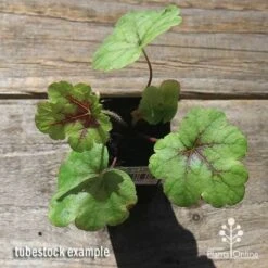 Heucherella Tapestry - Foamy Bells 25 Heucherella Tapestry - Foamy Bells -Outdoor Garden Care apo heucherella tapestry tubestock top