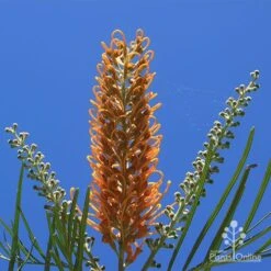 Grevillea Honey Gem -Outdoor Garden Care apo honey gem flower blue sky
