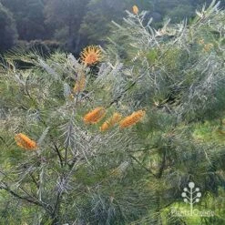 Grevillea Honey Gem -Outdoor Garden Care apo honey gem grevillea bushes silvery