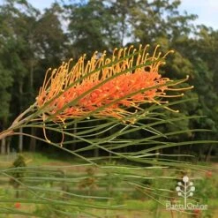 Grevillea Honey Gem -Outdoor Garden Care apo honey gem grevillea flower crisp