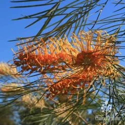 Grevillea Honey Gem -Outdoor Garden Care apo honey gem grevillea flower foliage winter