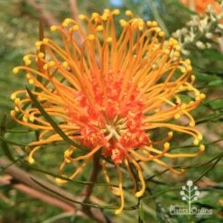 Grevillea Honey Gem -Outdoor Garden Care apo honey gem grevillea flower full open