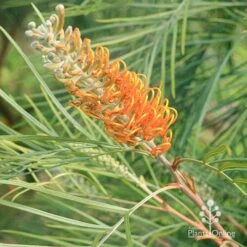 Grevillea Honey Gem -Outdoor Garden Care apo honey gem grevillea flowerbud