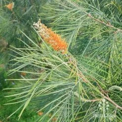 Grevillea Honey Gem -Outdoor Garden Care apo honey gem grevillea weeping habit