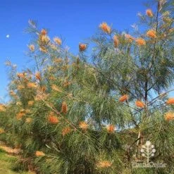 Grevillea Honey Gem -Outdoor Garden Care apo honey gem grevillea winter and butterfly
