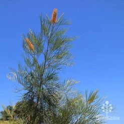 Grevillea Honey Gem -Outdoor Garden Care apo honey gem nursery blue sky