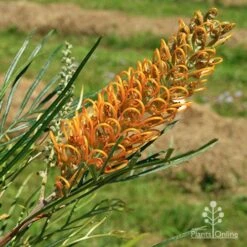 Grevillea Honey Gem -Outdoor Garden Care apo honey gem nursery flower