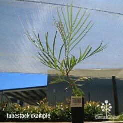 Grevillea Honey Gem -Outdoor Garden Care apo honey gem tubestock large