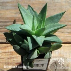 Haworthia Savanna - Succulent -Outdoor Garden Care apo howarthia savanna lage size