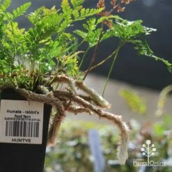Humata - Rabbit's Foot Fern -Outdoor Garden Care apo humata fern aerial roots